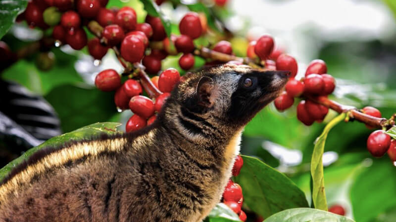 Cà phê chồn hay còn được gọi tên khác Kopi Luwak