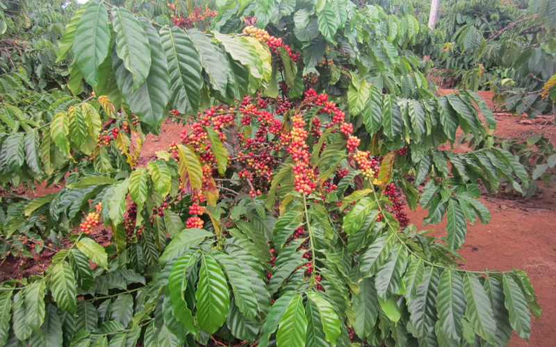 how-to-distinguish-arabica-and-robusta-which-one-is-better-coffee