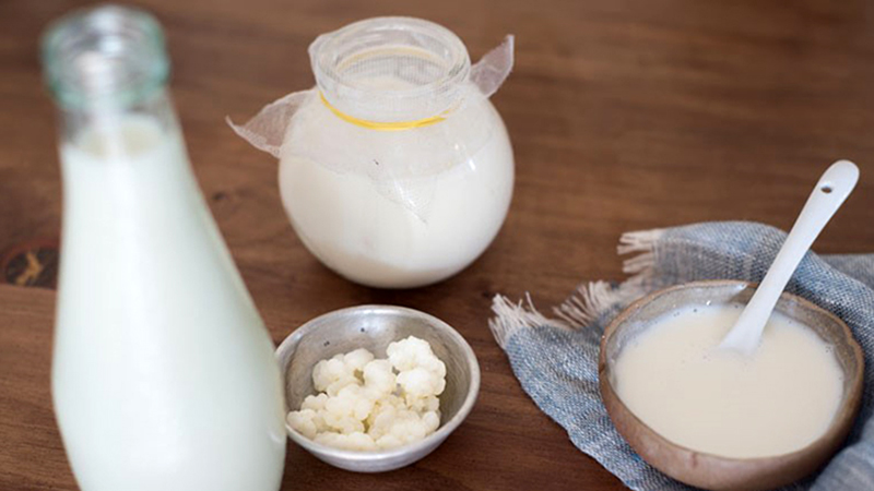 Mua nấm sữa Kefir