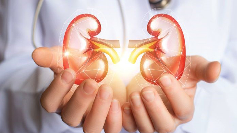 cải thiện, tăng cường chức năng của thận