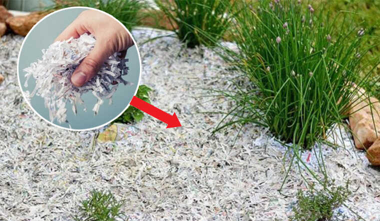 Vứt giấy vụn ra vườn lại có nhiều công dụng hơn bạn nghĩ
