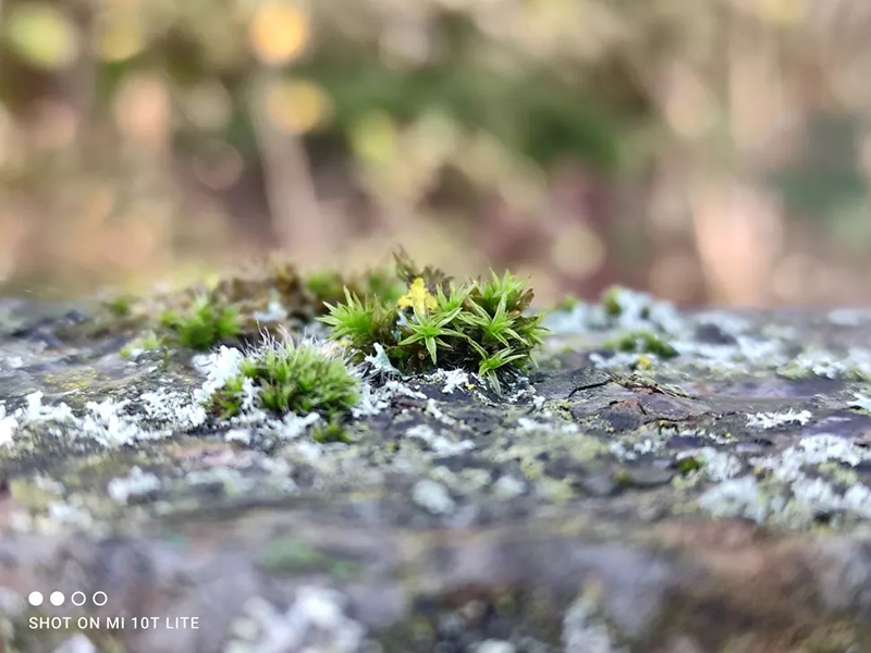 Ống kính marco cho ra những bức hình có độ chi tiết trung bình