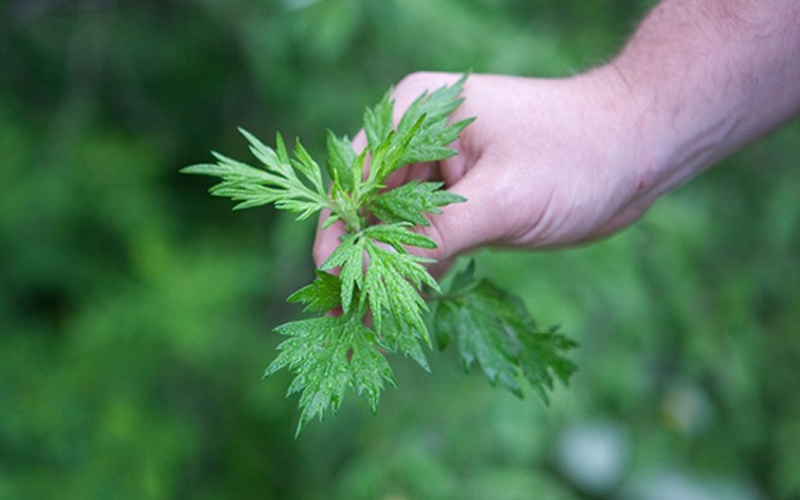 What is wormwood? Healing and beauty uses of wormwood