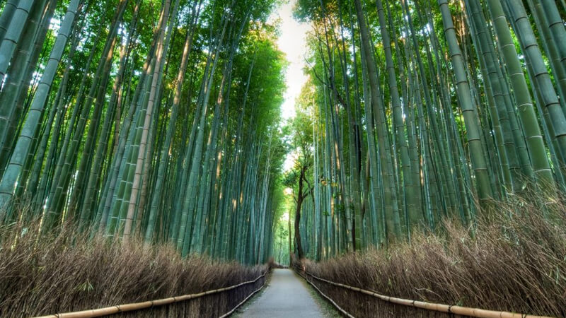 What is the takesumi bamboo charcoal powder that the Japanese cherish so much?