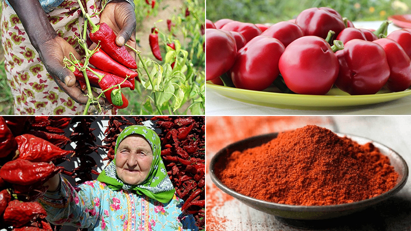 Nguồn gốc ớt bột Paprika Nguồn gốc ớt bột Paprika