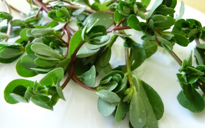 What is purslane? The unexpected healing uses of sam vegetables