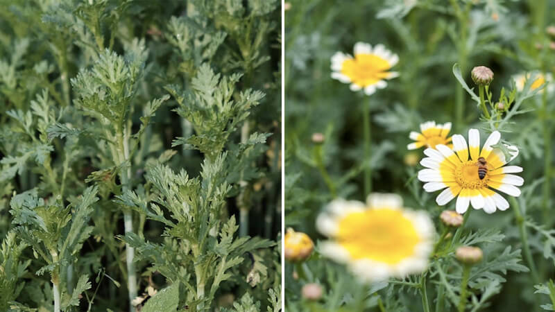 What is Cabbage? The wonderful uses of chamomile