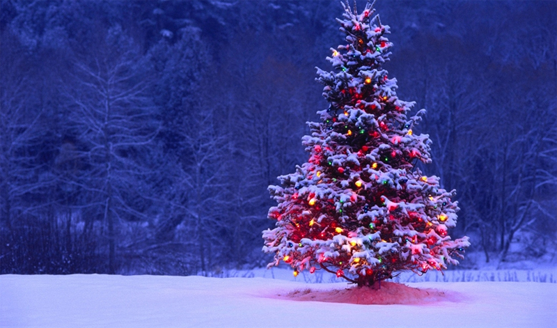 80 hình ảnh cây thông Noel đẹp cây thông giáng sinh  Hà Nội Spirit Of  Place