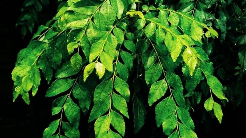 What is curry leaf? Uses of curry leaves
