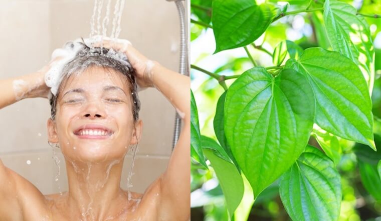 Tắm 5 loại lá này sau khi sinh, mẹ vừa sạch sẽ thơm tho lại chẳng sợ viêm nhiễm