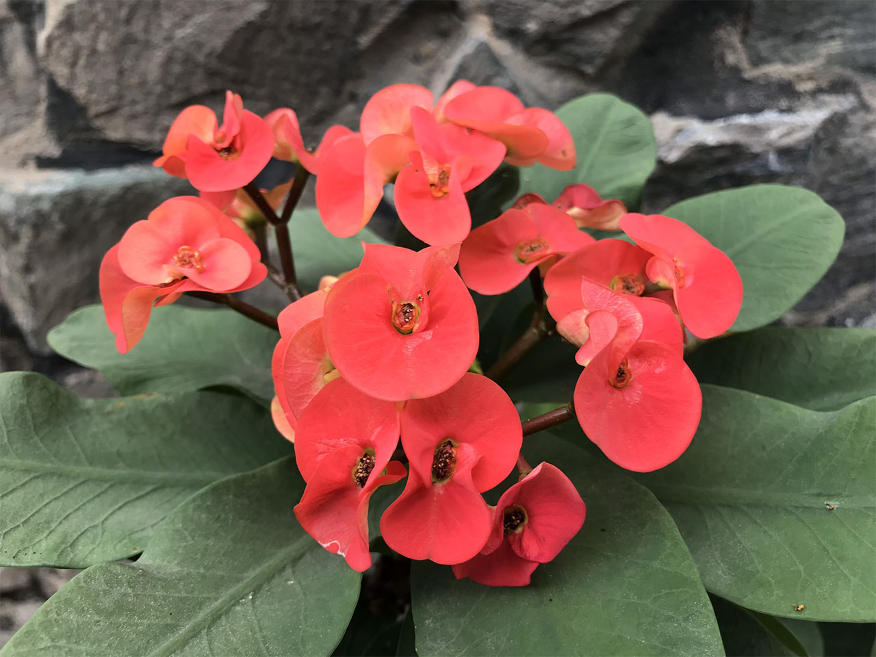 Ảnh chụp cận cảnh bằng iPhone 7