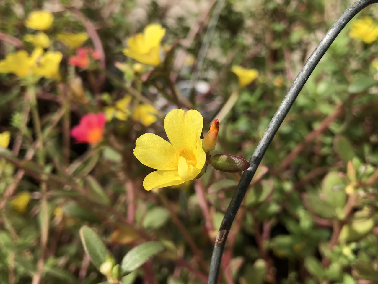 Ảnh chụp cận cảnh bằng iPhone 7