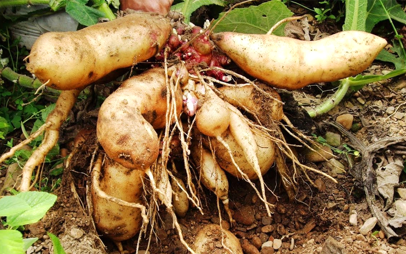 Củ sâm đất
