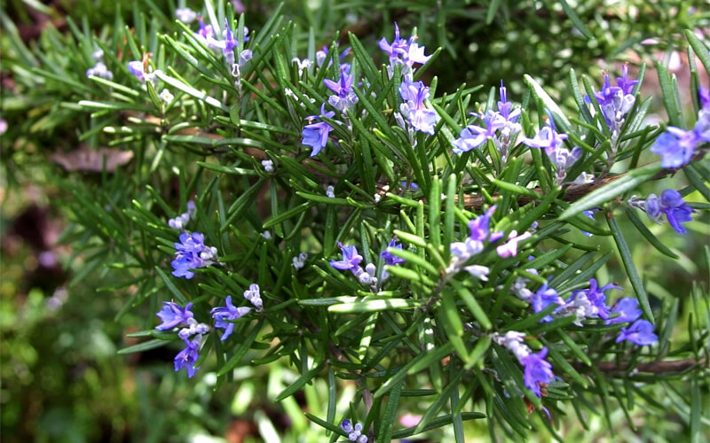 What does rosemary essential oil do? How to make rosemary essential oil at home