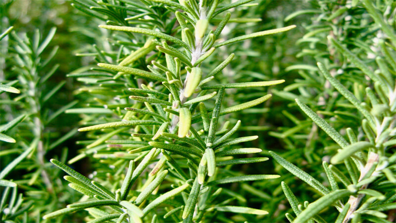 What is rosemary leaf? Uses and uses of rosemary leaves
