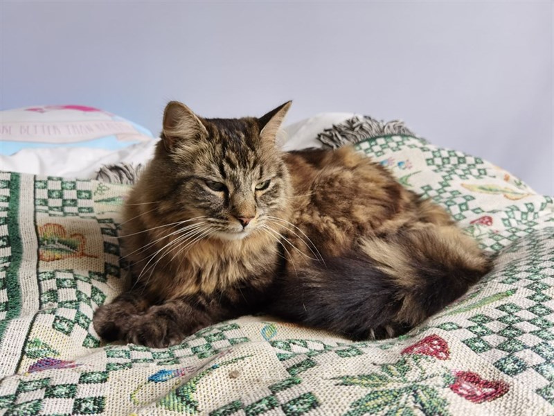 Ảnh chụp từ Huawei P40 Pro Plus vô cùng ấn tượng.