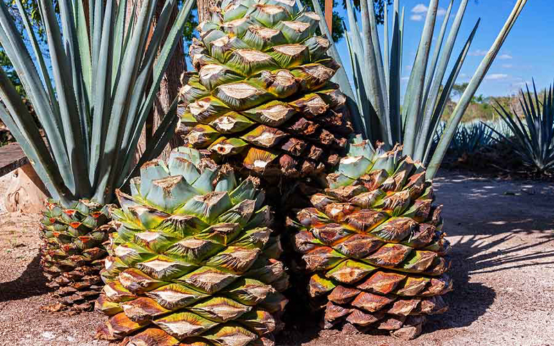 cây Blue Agave