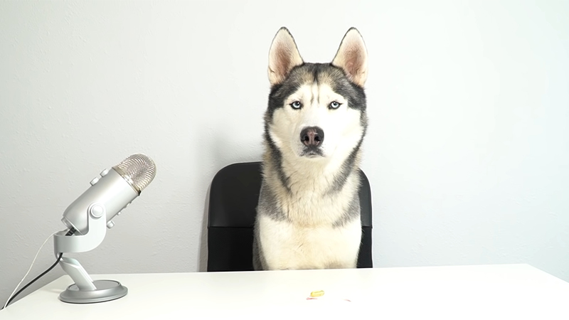 Youtube Gohan The Husky