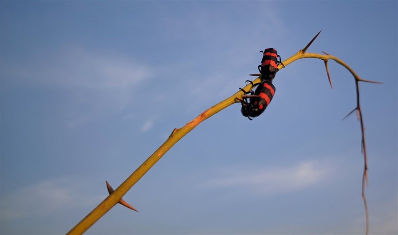 Cach-tai-Google-Camera-8-1-moi-nhat