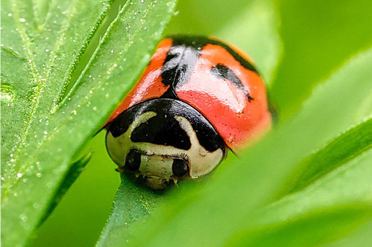 Ảnh chụp camera macro trên Xiaomi Mi 11