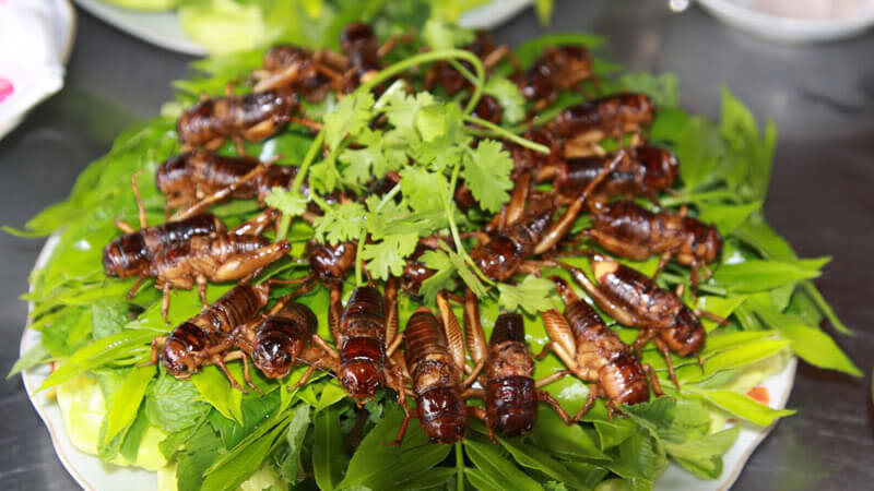2 quán ăn, nhà hàng côn trùng ở Sài Gòn cho những bạn trẻ chơi hệ ‘độc lạ’