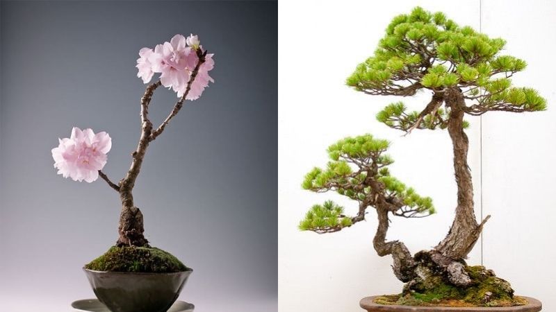 Mẫu bonsai phu xướng phụ tùy đẹp