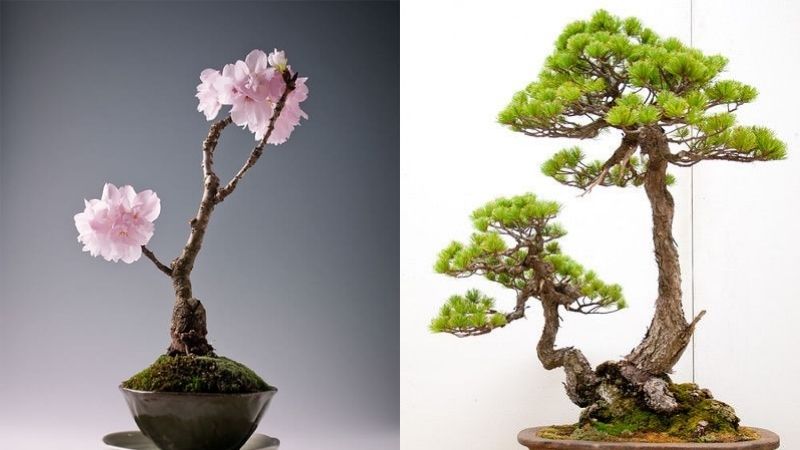 Tổng hợp những mẫu cây bonsai Tết đẹp nhất 2023