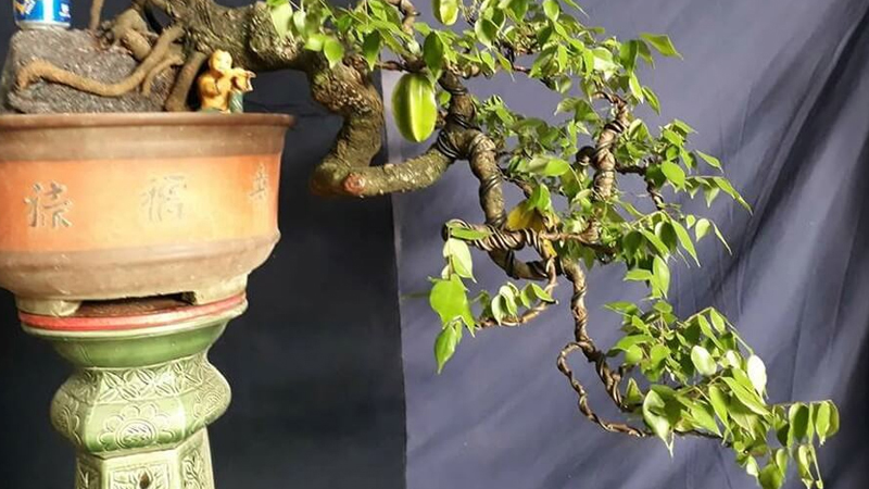 Những mẫu cây bonsai đẹp nhất năm 2024