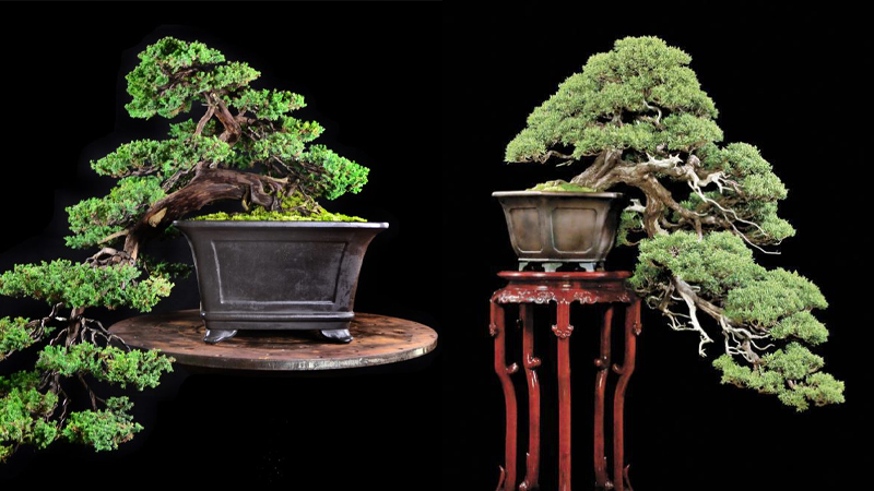 Mẫu bonsai thác đổ cực đẹp