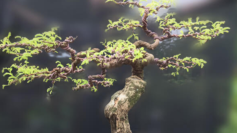  Mẫu bonsai tam đa bắt mắt