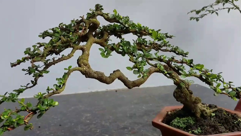  Mẫu bonsai tam đa bắt mắt