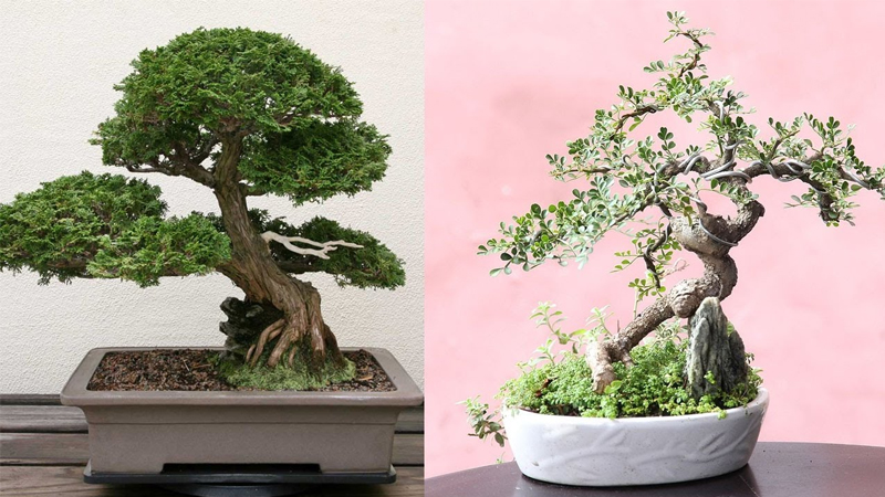 những mẫu cây bonsai đẹp nhất năm 2021