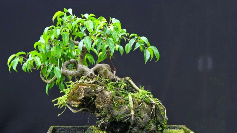 Tổng hợp những mẫu cây bonsai Tết đẹp nhất 2023
