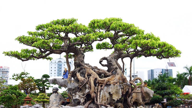 Mẫu bonsai thất hiền thu hút