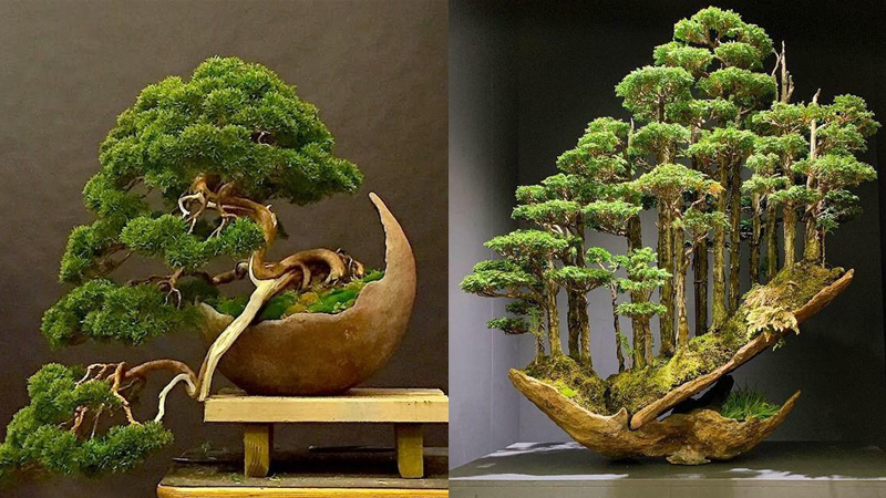 Tổng hợp những mẫu cây bonsai Tết đẹp nhất 2023