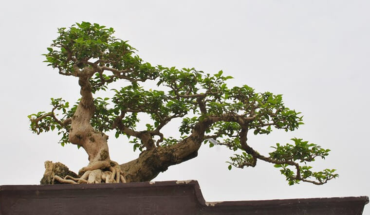 Tổng hợp những mẫu cây bonsai Tết đẹp nhất 2024