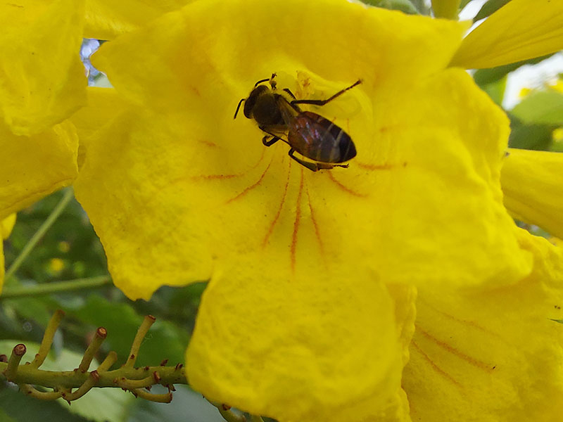 Ảnh chụp bằng camera Macro