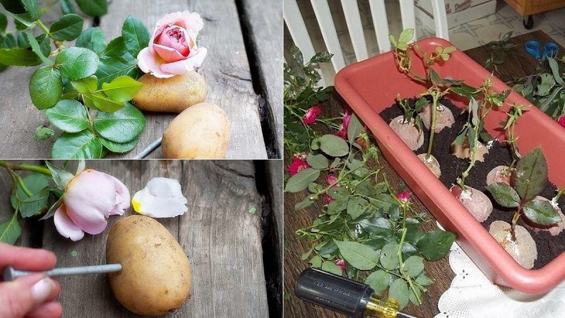 Propagating roses with a potato