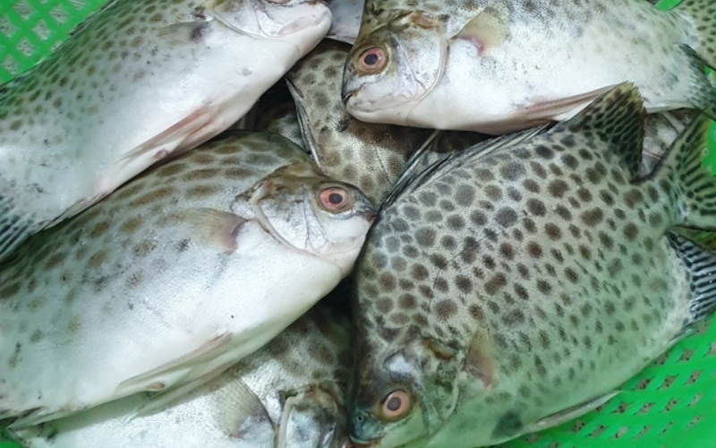Cá nâu là một trong những loại cá đặc trưng của vùng đất mũi Cà Mau