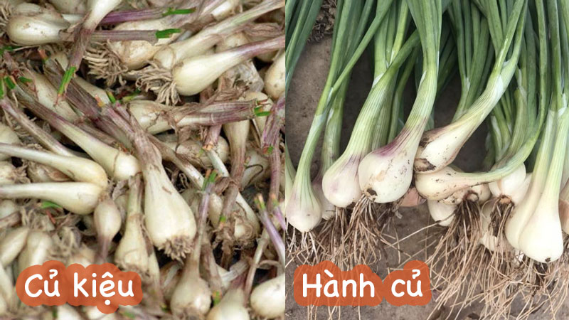 Củ kiệu và củ hành