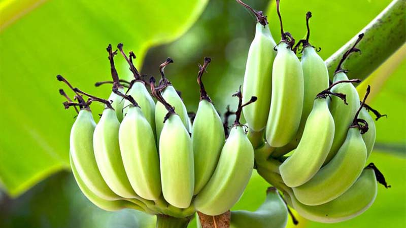 Green bananas have many benefits in skincare