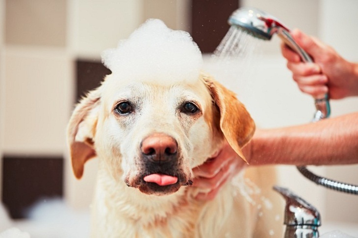 Regularly bathe your pet with soap