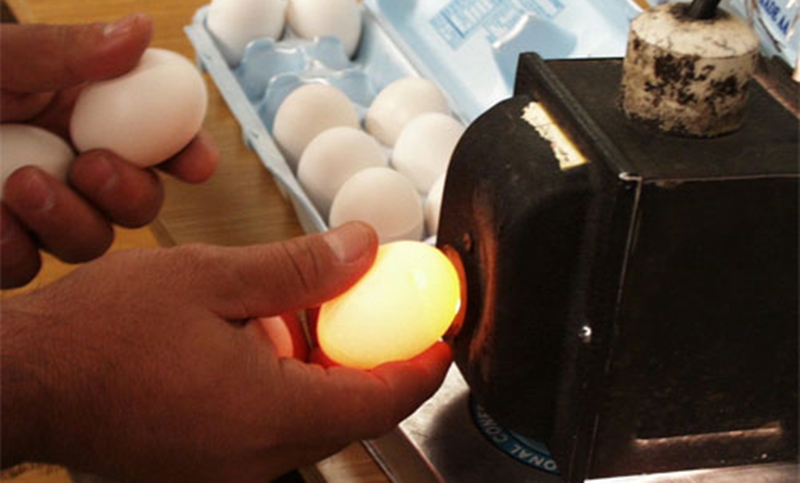 Soi trứng dưới ánh sáng mạnh