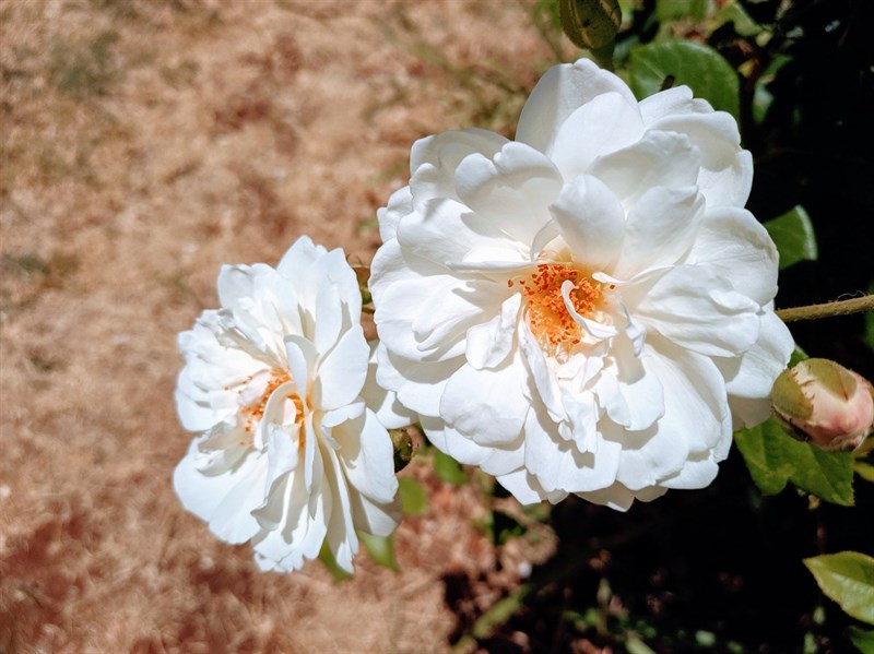 Cach-tai-Google-Camera-phien-ban-8-1-moi