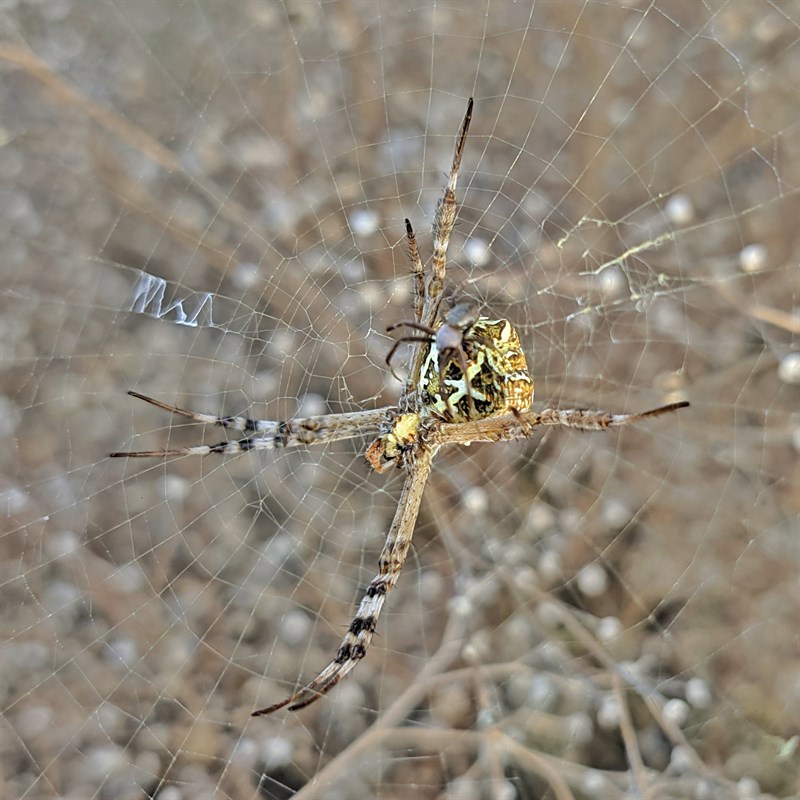 Cach-tai-Google-Camera-phien-ban-8-1-moi