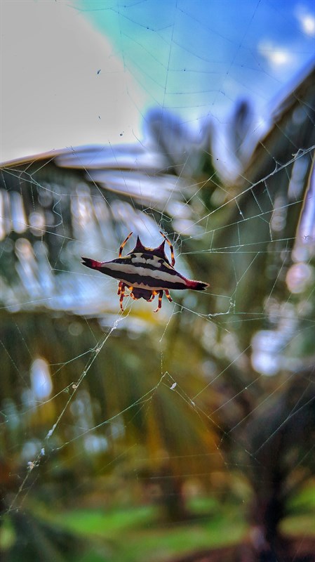 Cach-tai-Google-Camera-phien-ban-8-1-moi