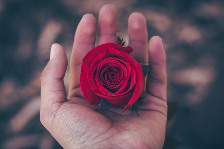 một bông hồng đỏ dành riêng cho người
