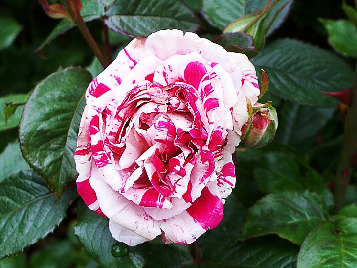 White border roses