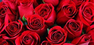 Những bông hoa tím 7 bông hồng xinh đẹp nhất