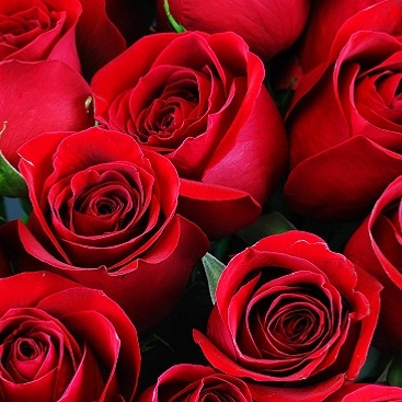 Hoa hồng luôn mang trong mình những ý nghĩa tuyệt vời, và hoa hồng không phải là ngoại lệ. Hãy xem hình ảnh để biết thêm về ý nghĩa đặc biệt của hoa hồng.